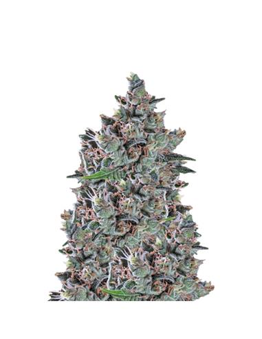 North Thunderfuck X1 - Royal Queen Seeds