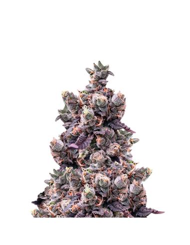 Weeding Gelato X1 - Royal Queen Seeds