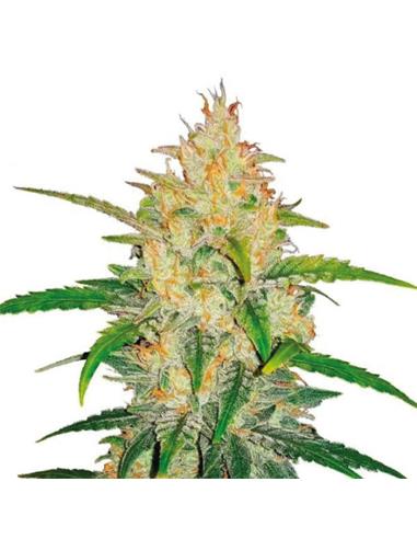 Sweet Zkittlez X3 - Royal Queen Seeds