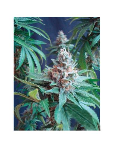 Wedding Gelato X3 - Royal Queen Seeds