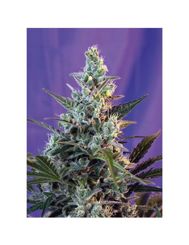 Auto Sweet Skunk X1 - Royal Queen Seeds