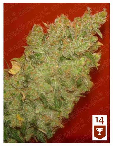 Jack La Mota X3 - Medical Seeds