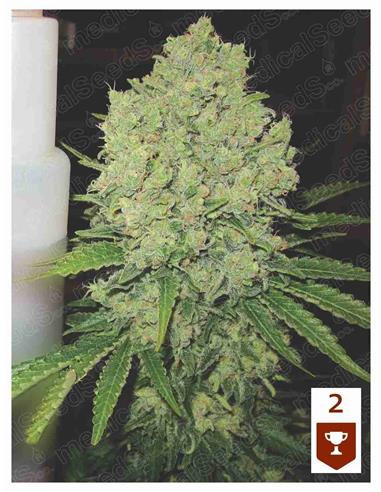 Prozack X3 - Medical Seeds