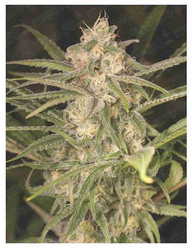 No Name Auto - Medical Seeds
