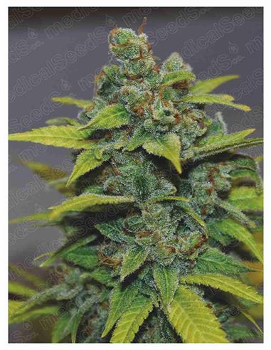 Banana Zkittlez - Medical Seeds