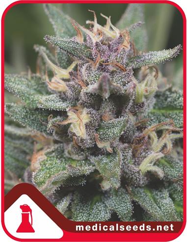 Blue Hell AUTO X3 - Medical Seeds