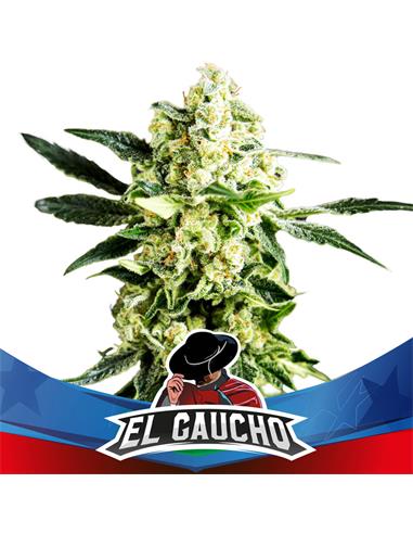 El Gaucho Faster  X12 Star Players - Bsf Seeds