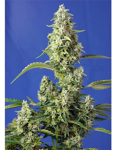 Gorilla Girl XXL Auto X3 - Sweet Seeds