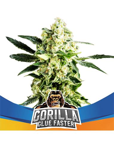 Gorilla Glue Faster X2 Star Players - Bsf Seeds