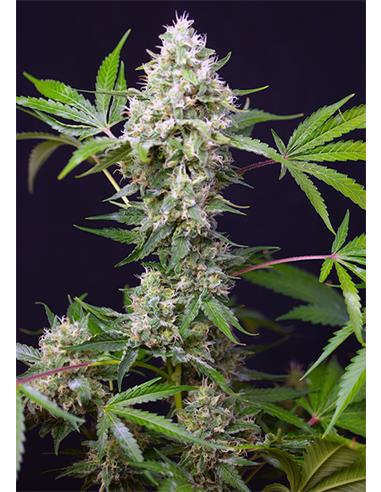 Sweet Amesia Haze XXL Auto X3 - Sweet Seeds
