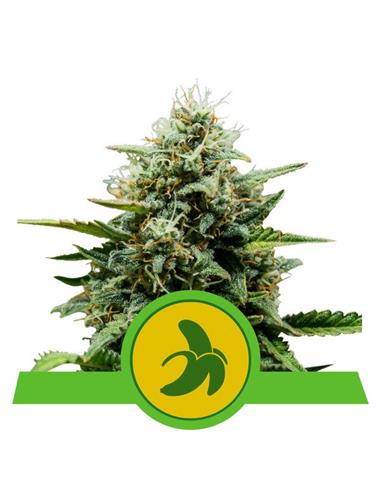 Fat Banana Auto X1 - Royal Queen Seeds