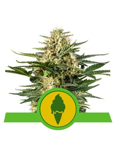 Green Gelato Auto X3 - Royal Queen Seeds