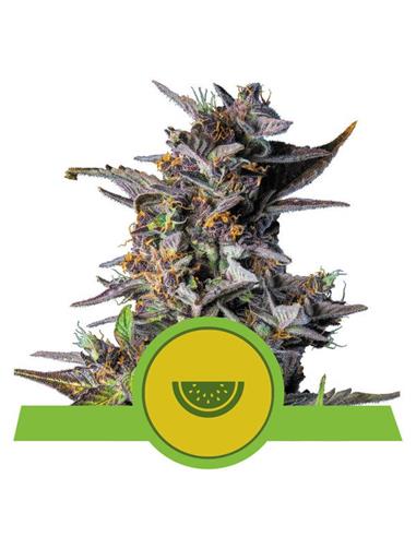 Watermelon Auto X1 - Royal Queen Seeds