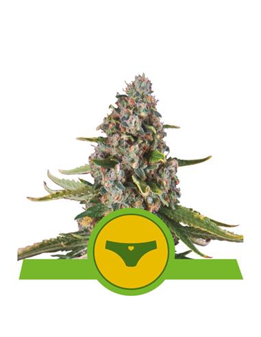 Sherbet Queen Auto X3 - Royal Queen Seeds