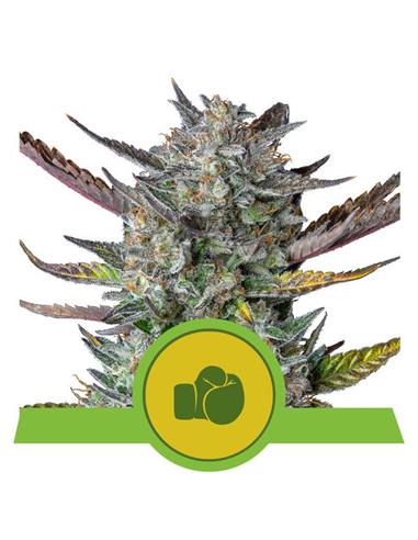 Purple Punch Auto X1 - Royal Queen Seeds