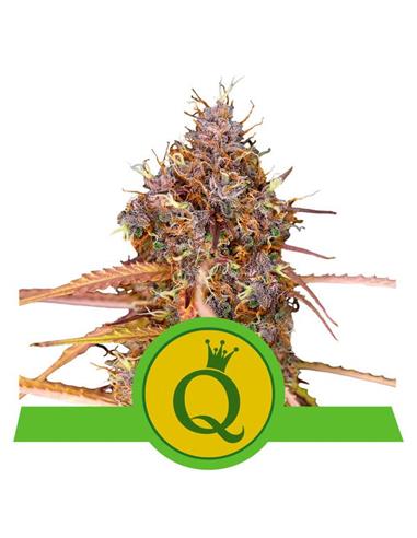 Purple Queen Auto X1 - Royal Queen Seeds