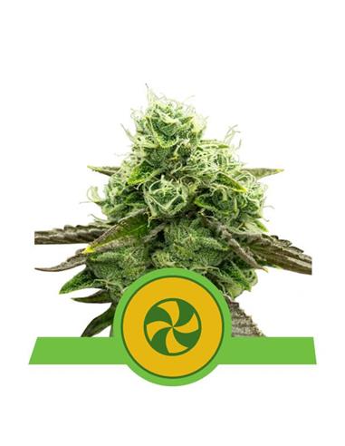 Sweet ZZ Auto X1 - Royal Queen Seeds