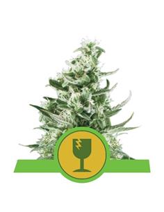 Royal Critical Auto X3 - Royal Queen Seeds