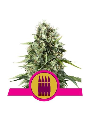 Royal AK X3 - Royal Queen Seeds