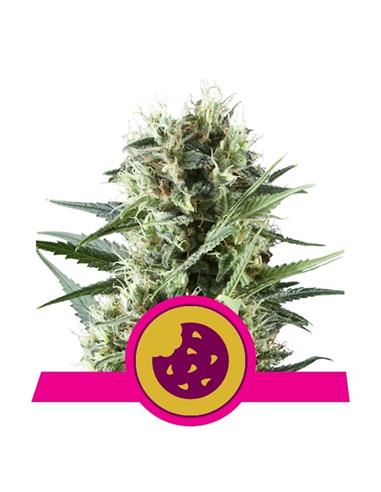 Royal Cookies X1+1 - Royal Queen Seeds