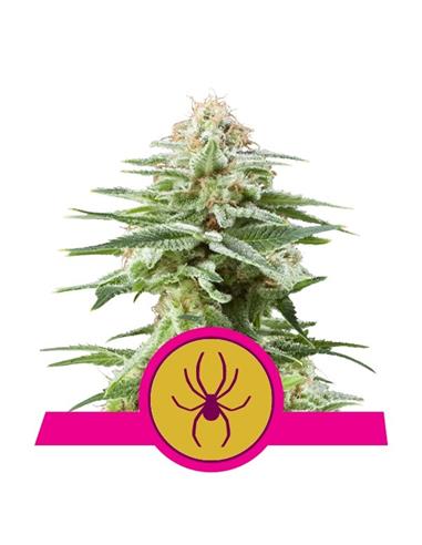 White Widow X3+1 - Royal Queen Seeds
