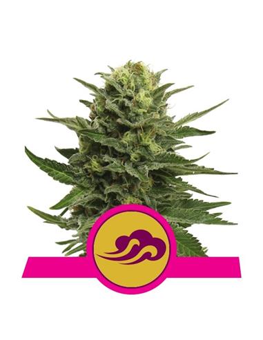 Blue Mystic X3+2 - Royal Queen Seeds