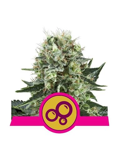 Bubble Kush X3+2 - Royal Queen Seeds