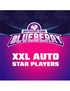 Blueberry Auto X2 - Bsf Seeds