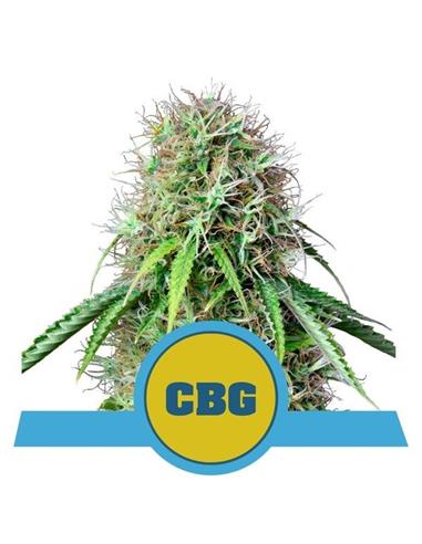 Royal CBG Auto X3 - Royal Queen Seeds