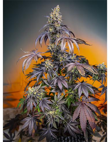 Red Gorilla Girl XL Auto X3+1 - Sweet Seeds