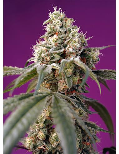 Bruce Banner Auto X3+1 - Sweet Seeds