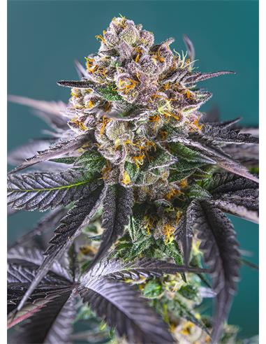 Red Strawberry Banana Auto X3+1 - Sweet Seeds