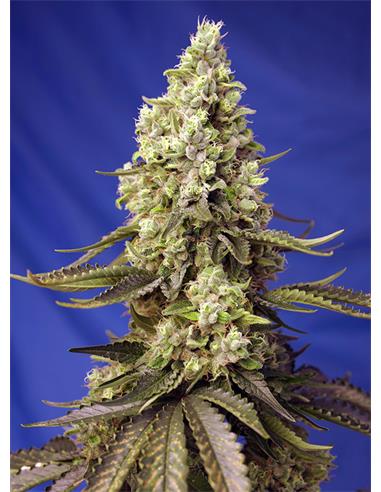 Runtz XL Auto X3+1 - Sweet Seeds