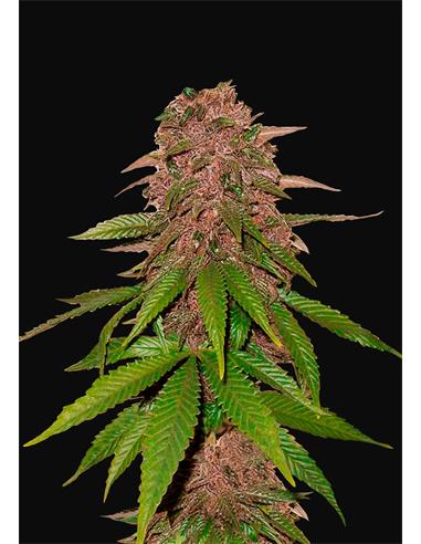 C4 Matic Auto X3 - FastBuds