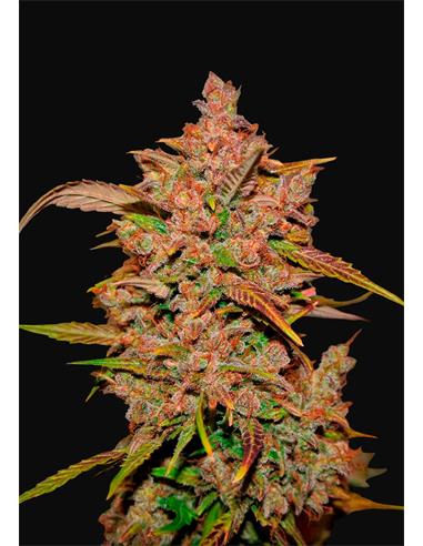 Crystal Meth Auto X3 - FastBuds