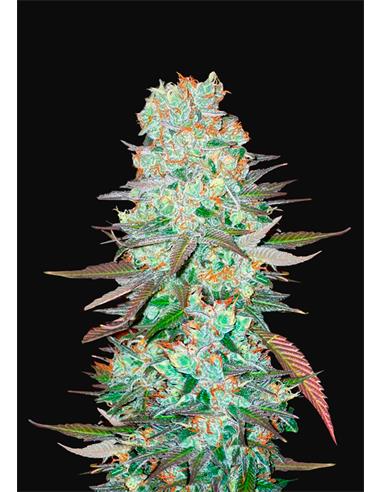 G14 Auto X3 - FastBuds