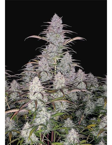 Green Crack Auto X3 - FastBuds