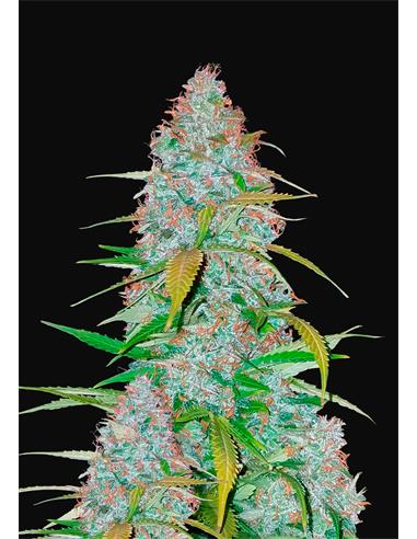 California Snow Auto X3 - FastBuds