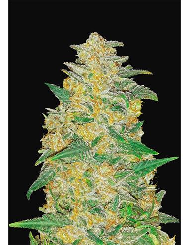 Original Auto AK X3 - FastBuds