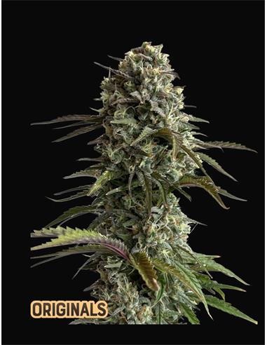 Original Auto Skunk X3 - FastBuds