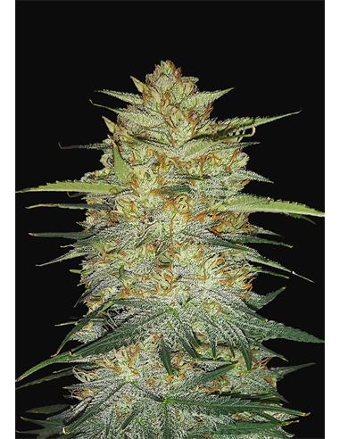 Original Auto OG Kush X3 - FastBuds