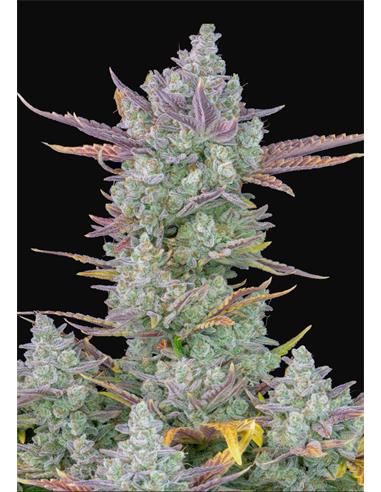 Gorilla Cookies Auto X3 - FastBuds