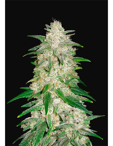 Gelato Auto X3 - FastBuds