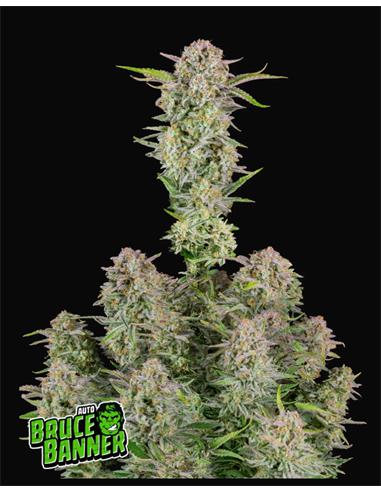 Bruce Banner Auto X3 - FastBuds
