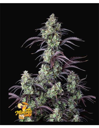 Mimosa Cake Auto X3 - FastBuds