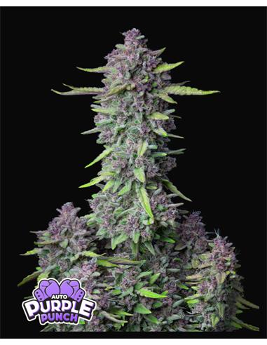 Purple Punch Auto X3 - FastBuds