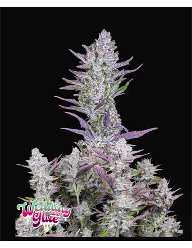 Weedding Glue Auto X3 - FastBuds