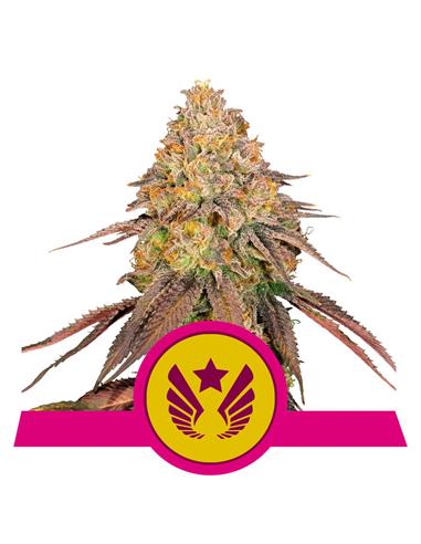 Legendary OG Punch X1 - Royal Queen Seeds