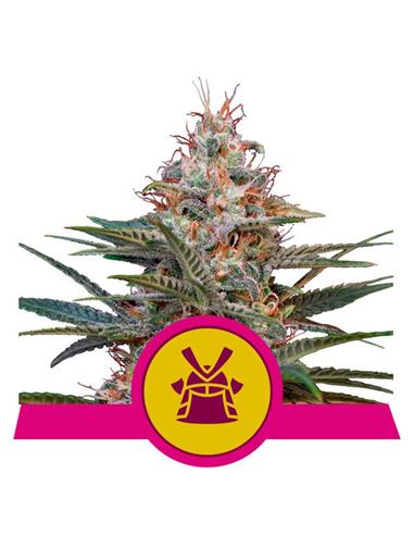 Shogun X1 - Royal Queen Seeds