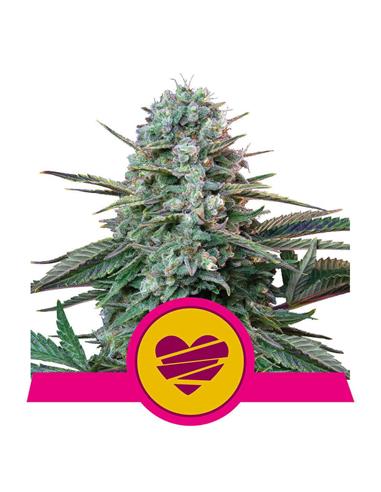 Wedding Crasher X1 - Royal Queen Seeds